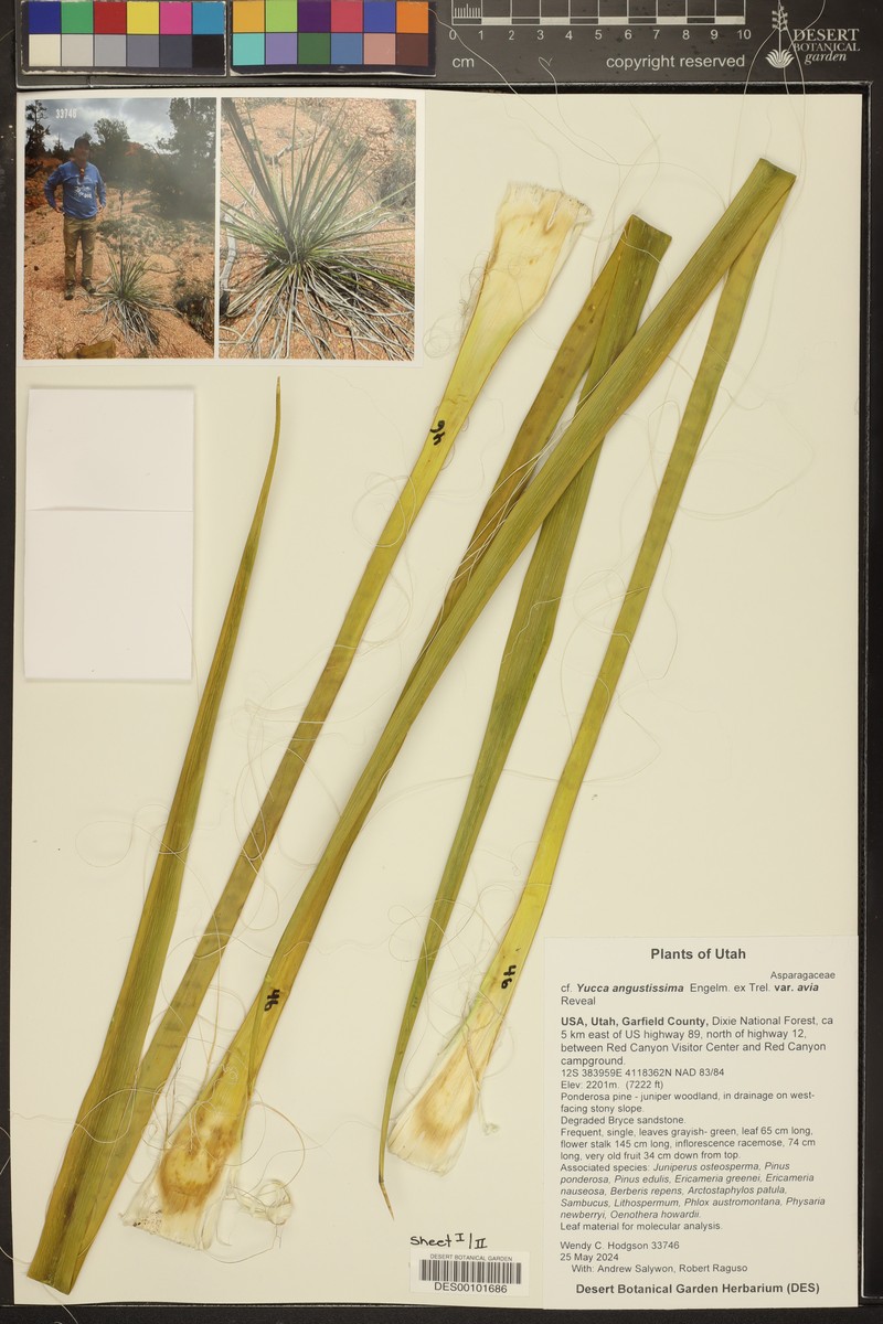 Yucca angustissima var. avia
