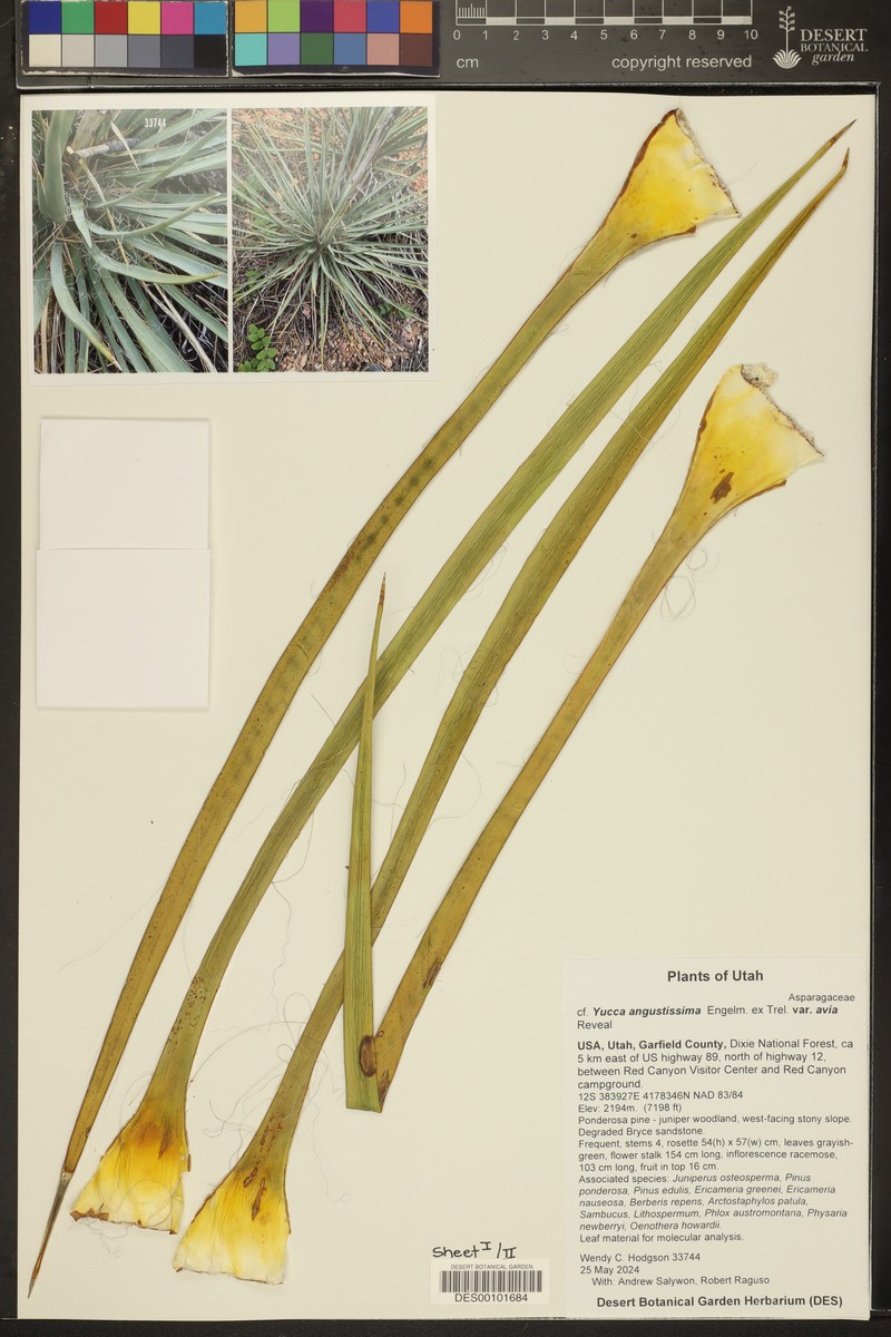 Yucca angustissima var. avia photo 2