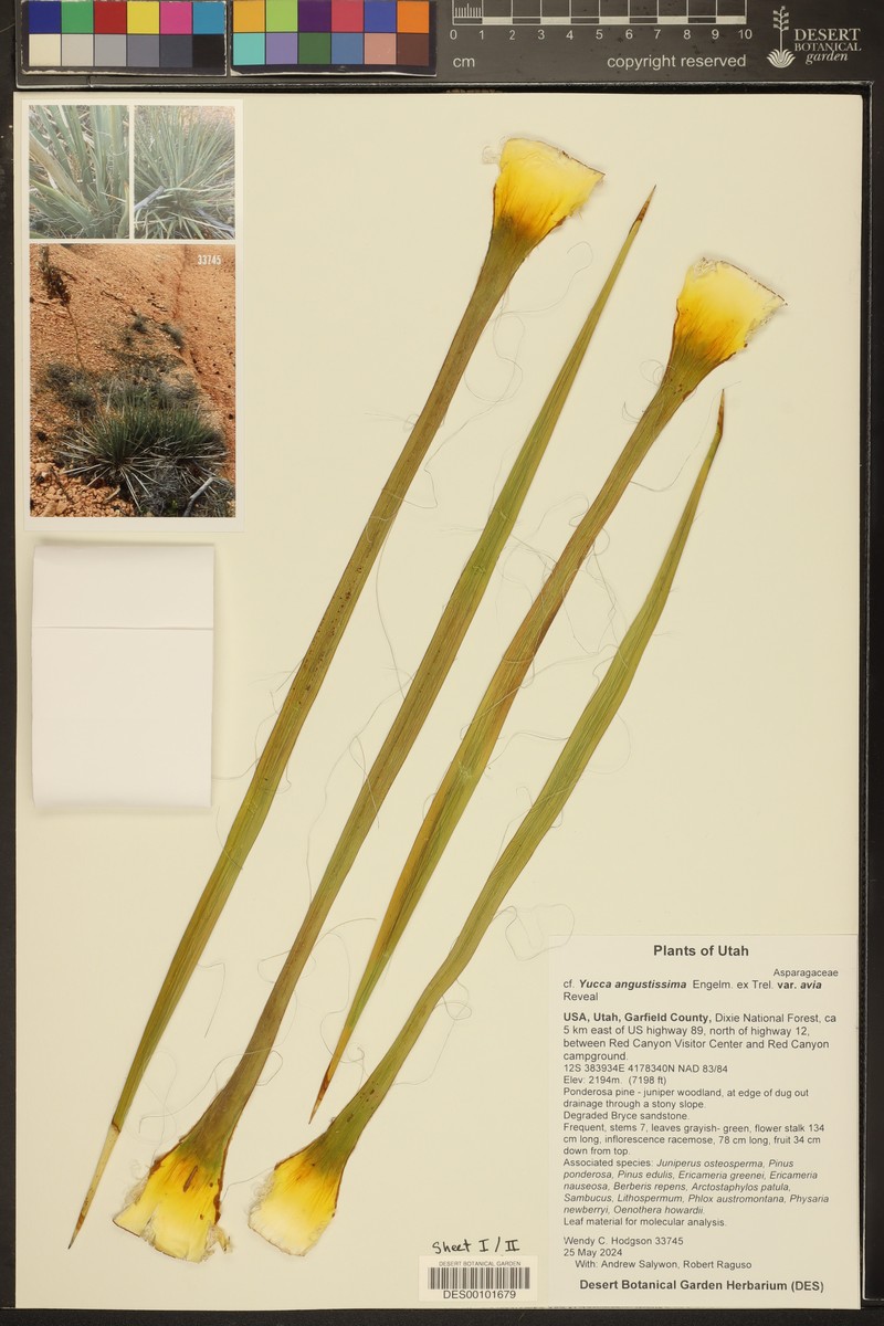Yucca angustissima var. avia photo 3