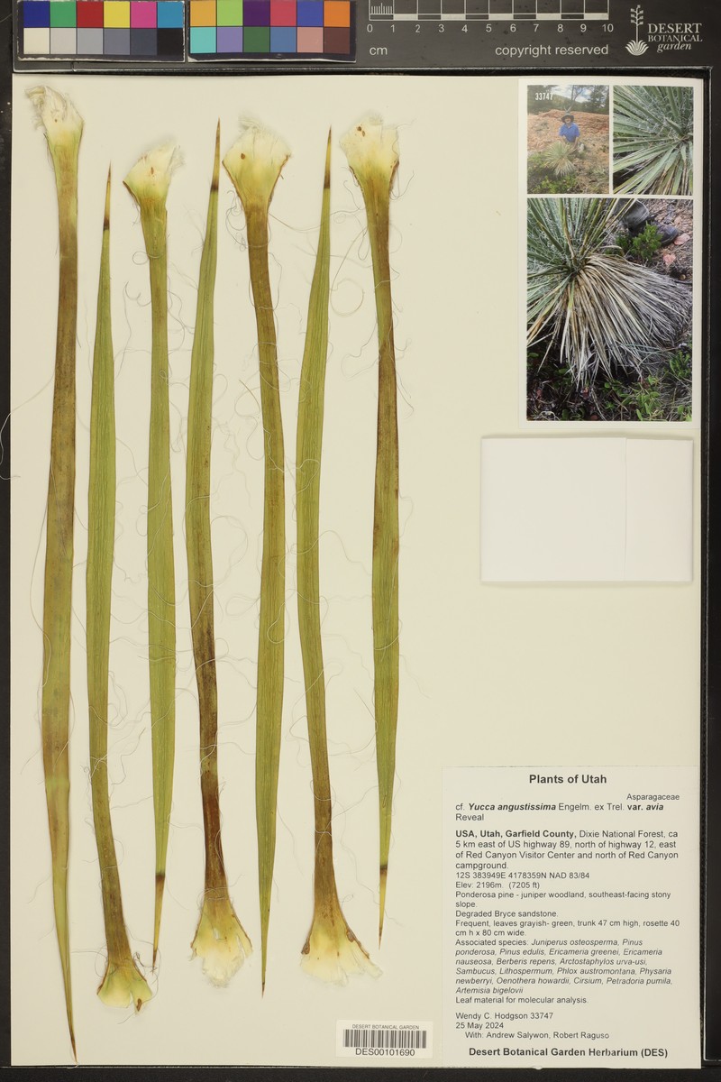 Yucca angustissima var. avia photo 4