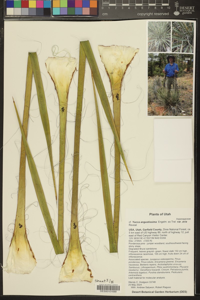 Yucca angustissima var. avia photo 5