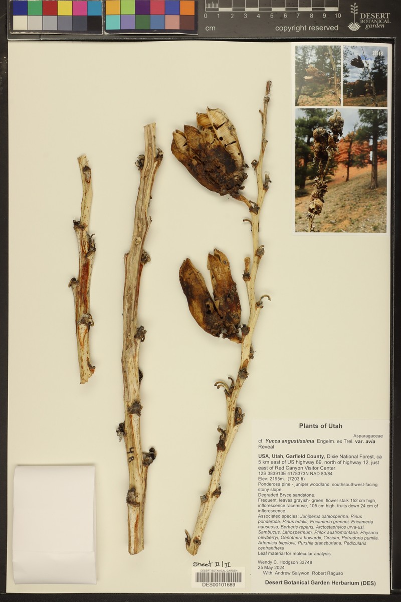 Yucca angustissima var. avia photo 6