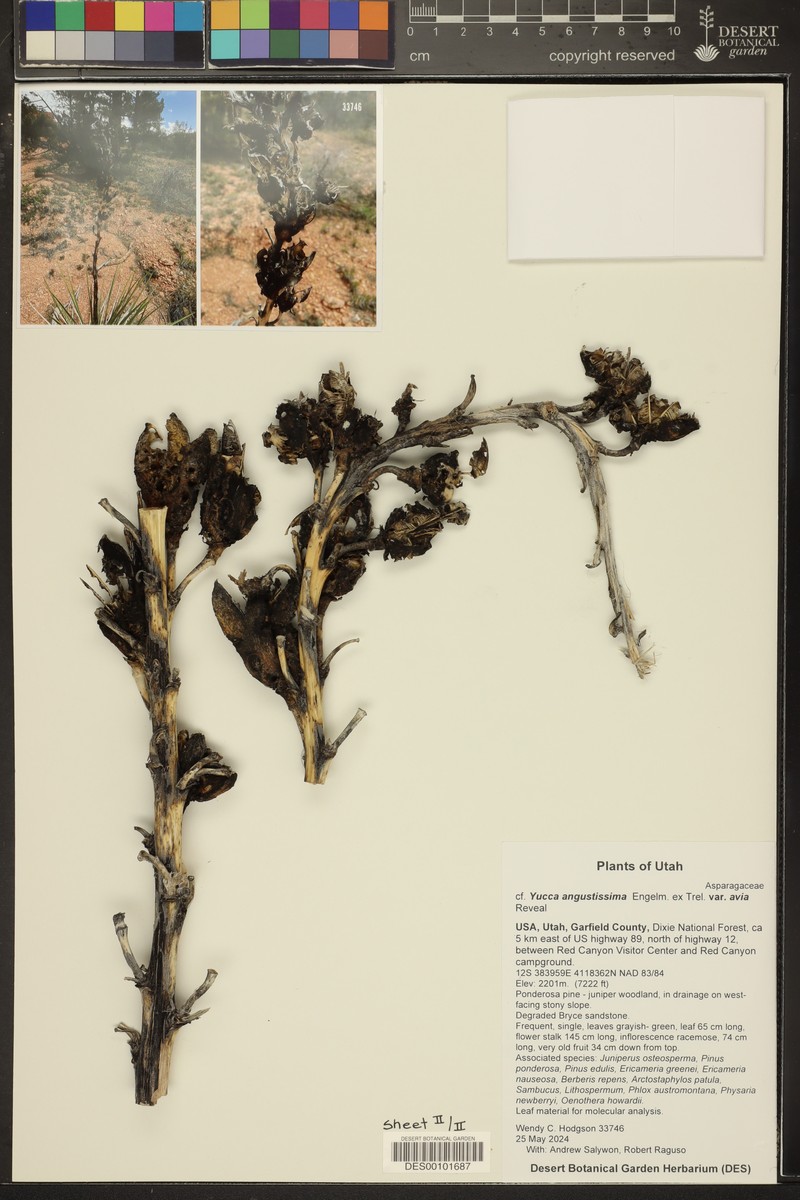 Yucca angustissima var. avia photo 7