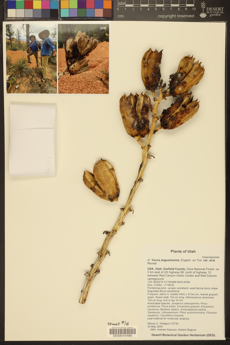 Yucca angustissima var. avia photo 8