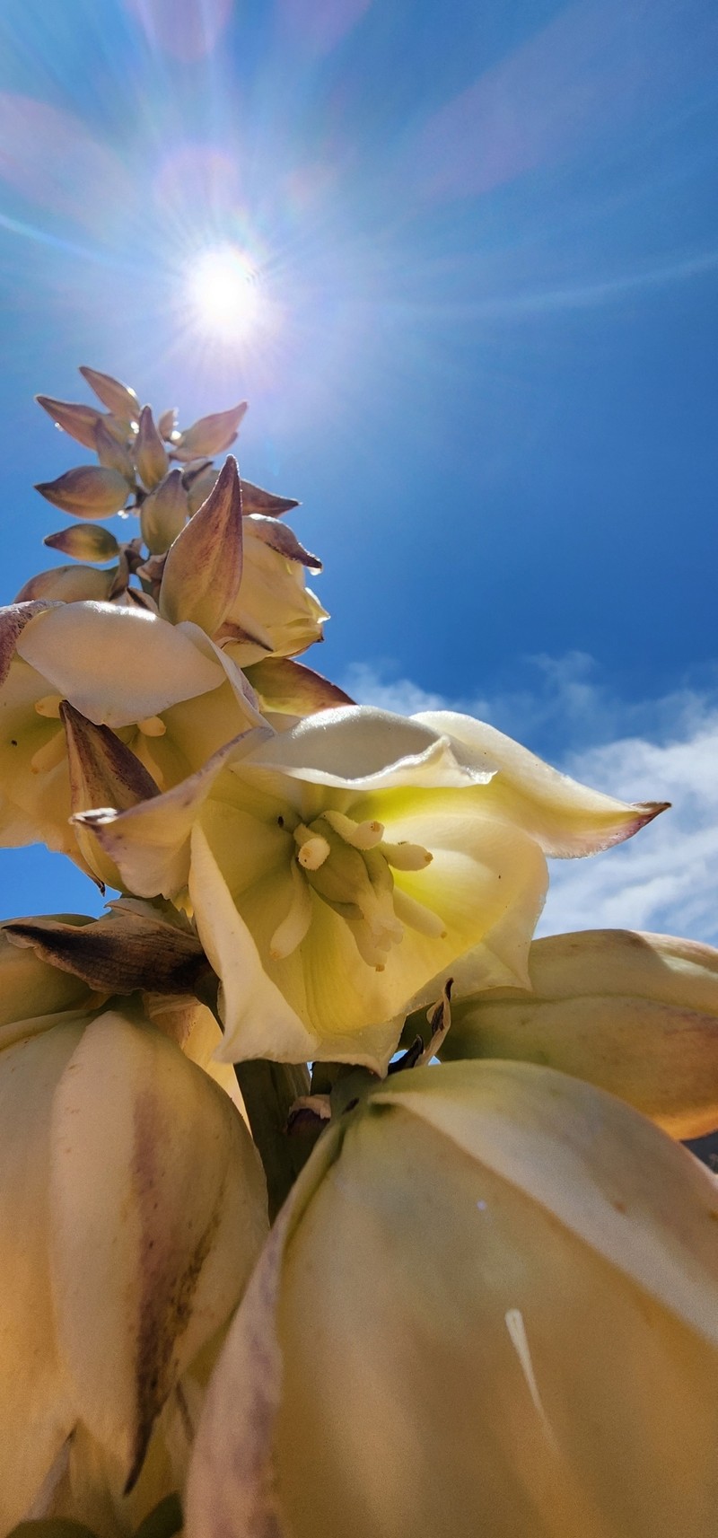 Yucca angustissima var. kanabensis