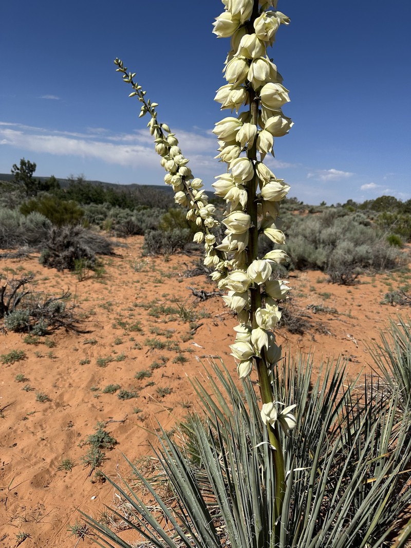 Yucca angustissima var. kanabensis photo 2