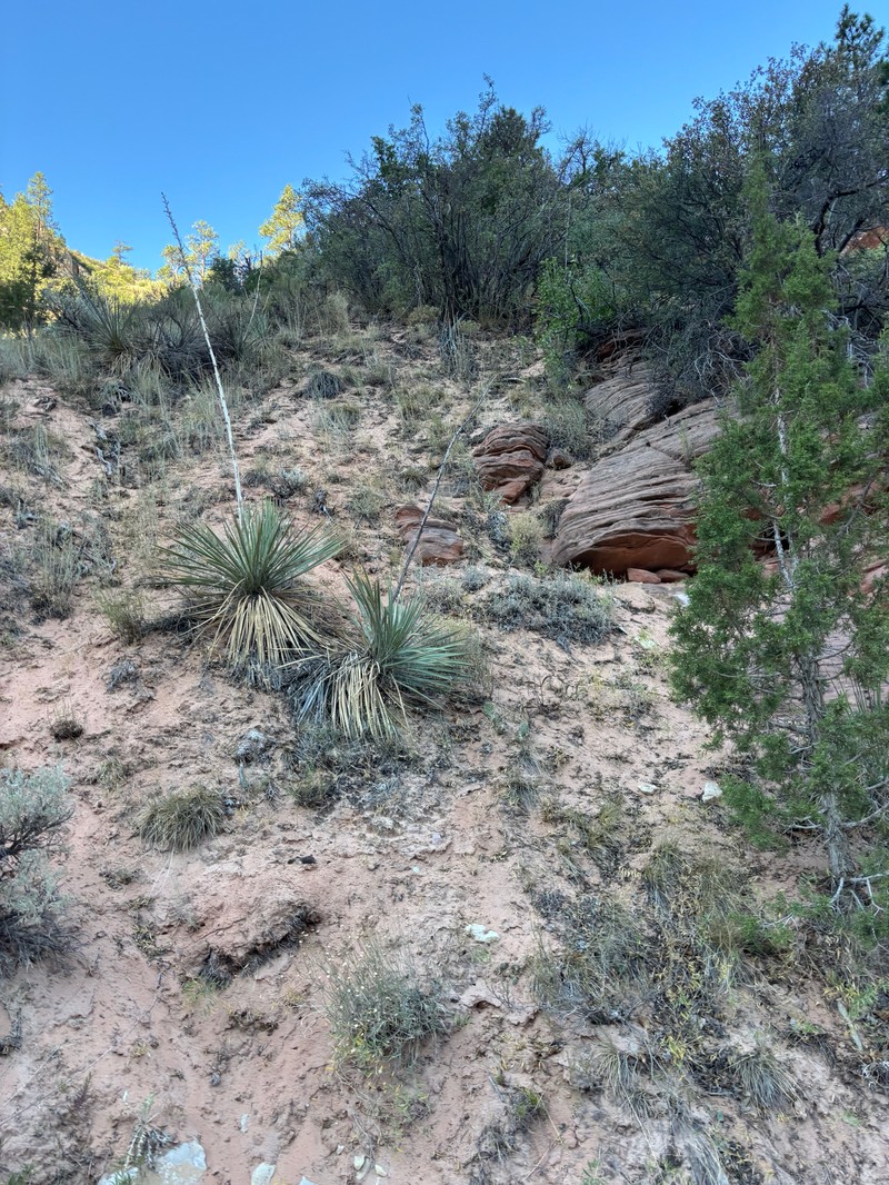 Yucca angustissima var. kanabensis photo 3