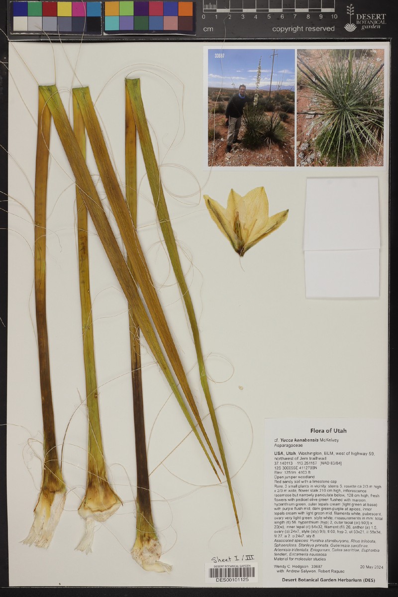Yucca angustissima var. kanabensis photo 4