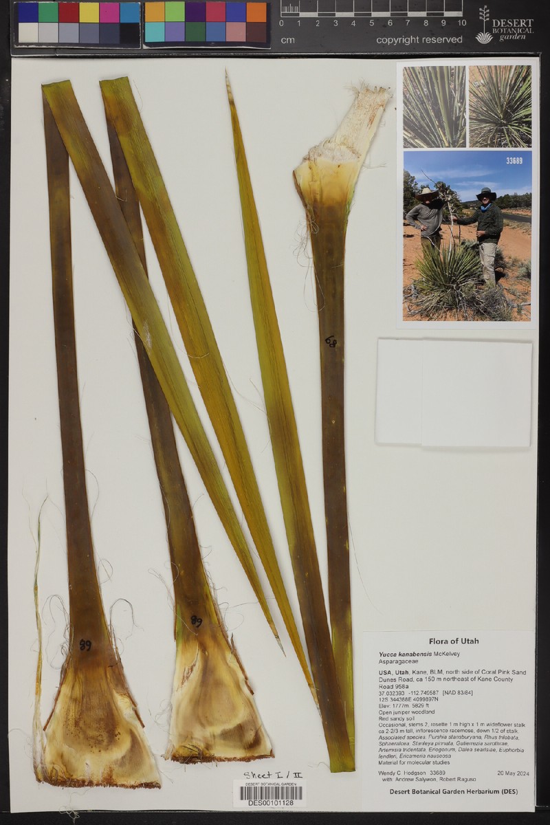 Yucca angustissima var. kanabensis photo 5