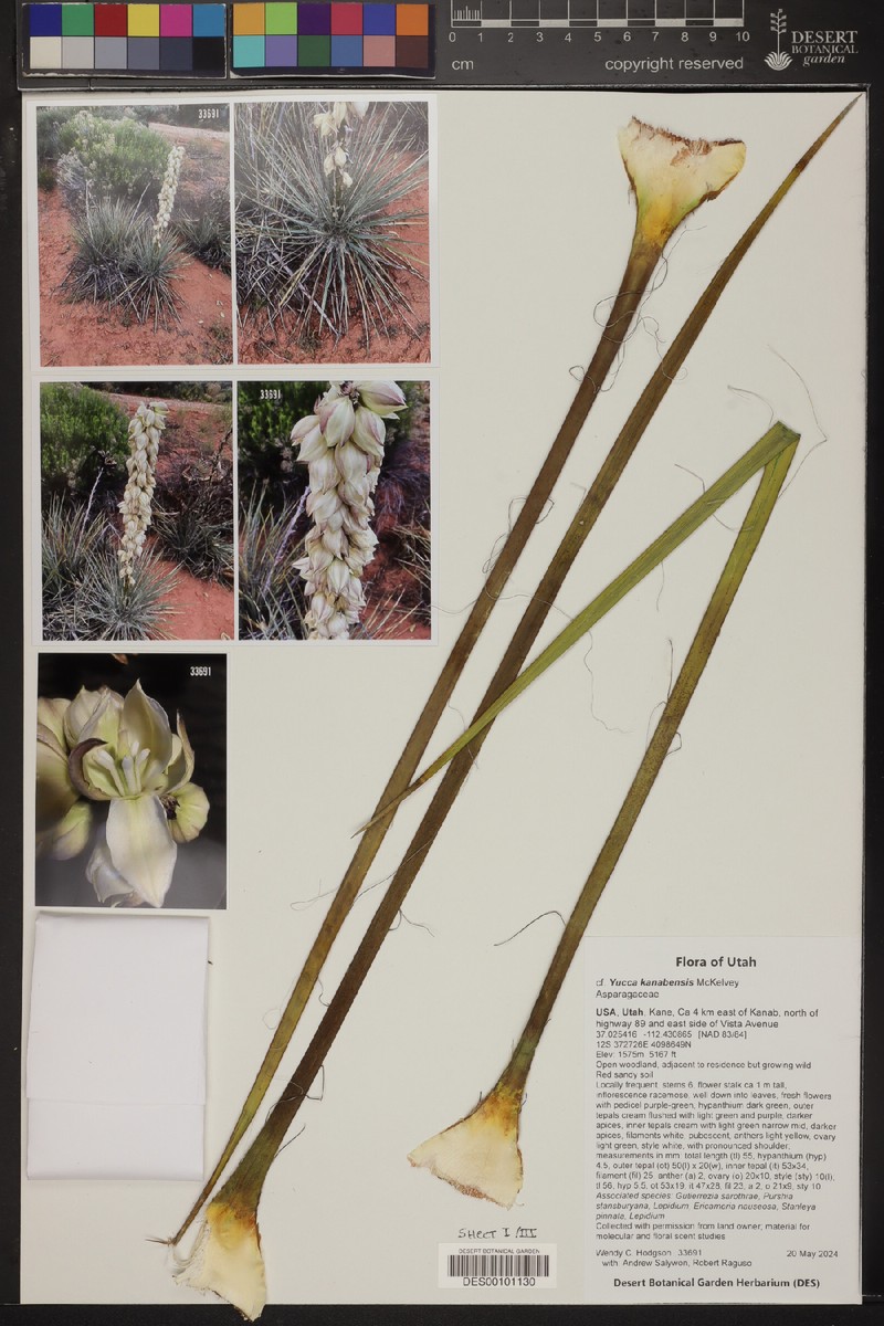 Yucca angustissima var. kanabensis photo 6