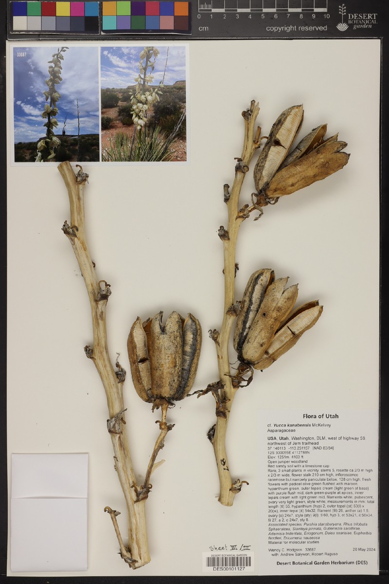 Yucca angustissima var. kanabensis photo 7