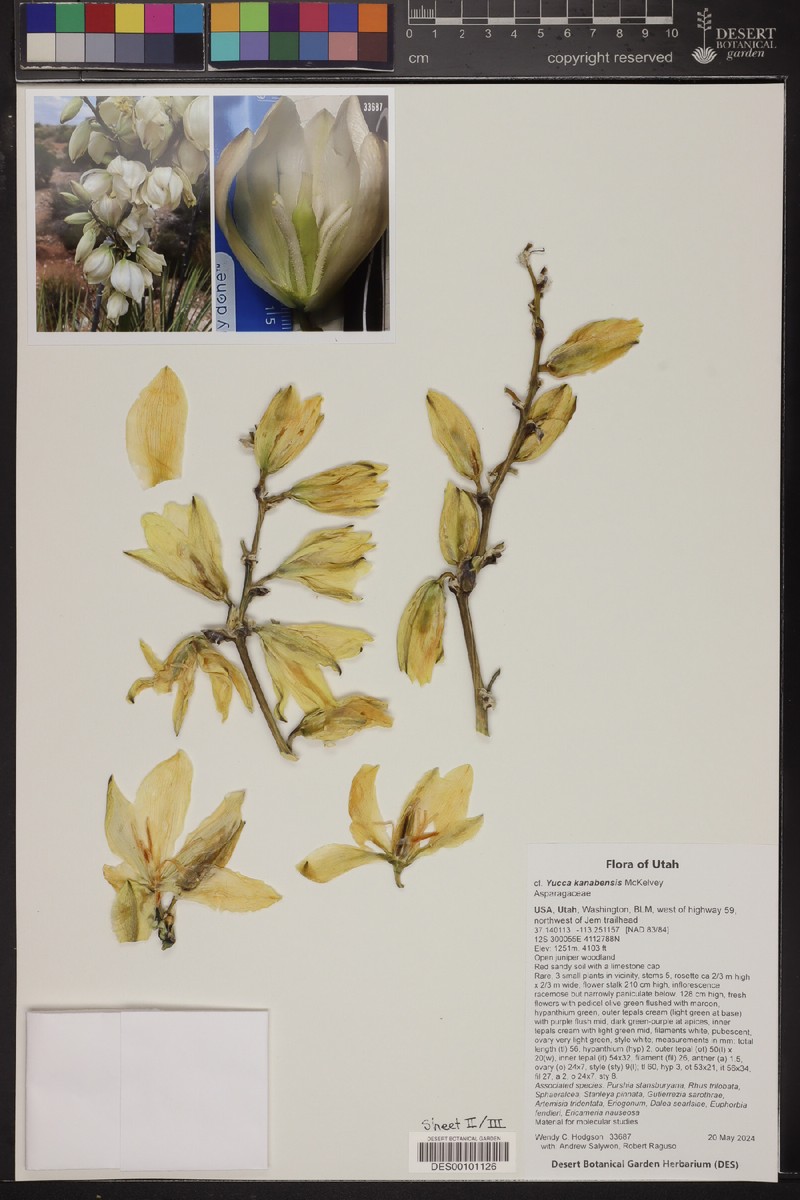 Yucca angustissima var. kanabensis photo 8