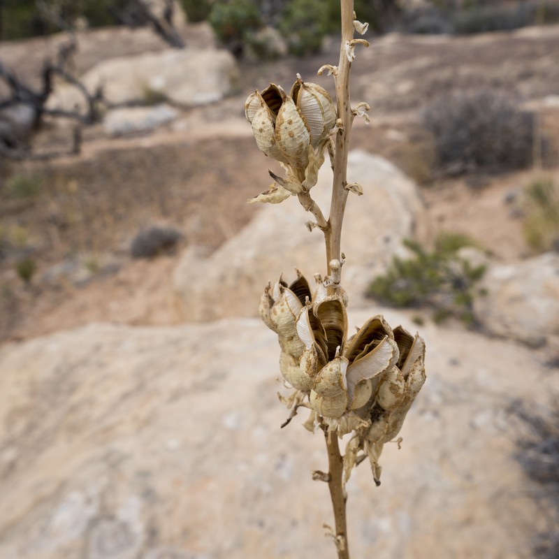 Yucca angustissima var. toftiae