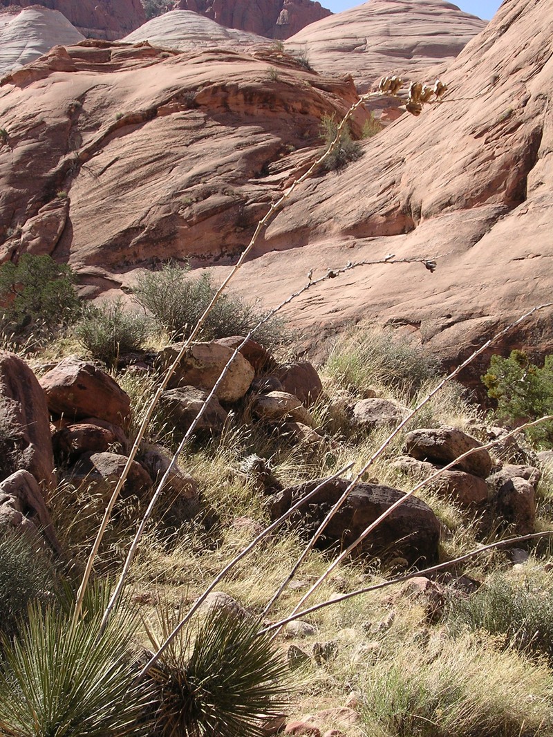 Yucca angustissima var. toftiae photo 2