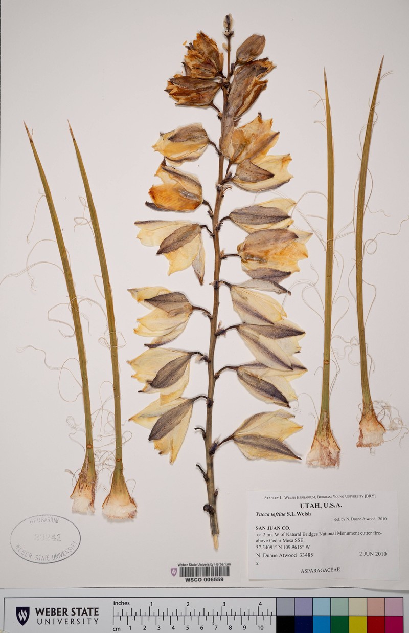 Yucca angustissima var. toftiae photo 3