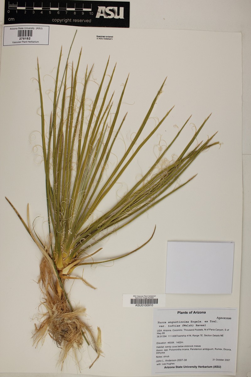 Yucca angustissima var. toftiae photo 4