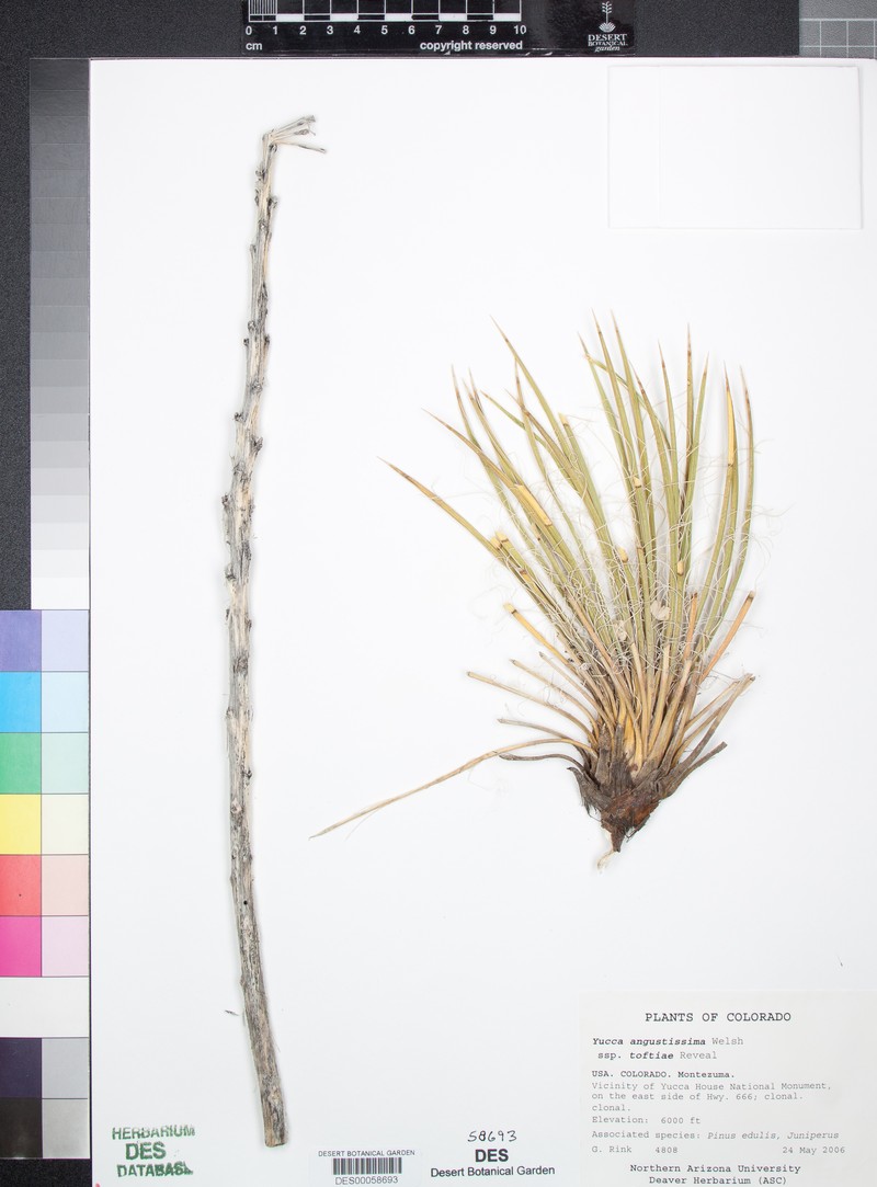 Yucca angustissima var. toftiae photo 5