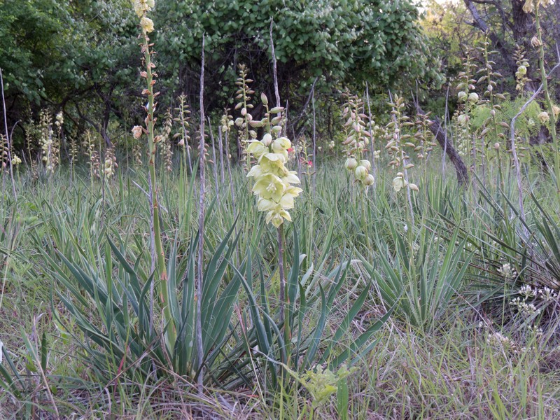 Arkansas Yucca photo 3