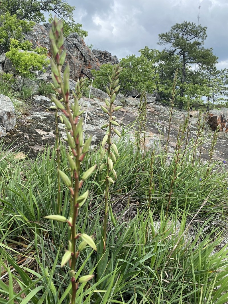 Arkansas Yucca photo 4