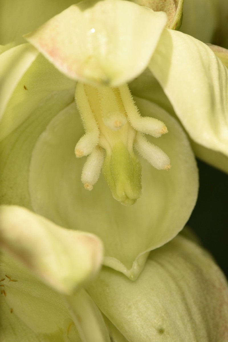 Arkansas Yucca photo 5