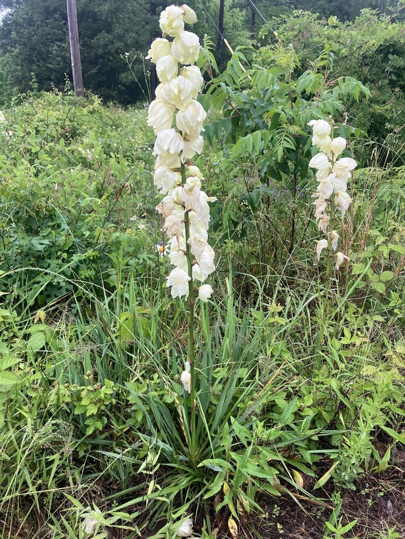 Arkansas Yucca photo 6