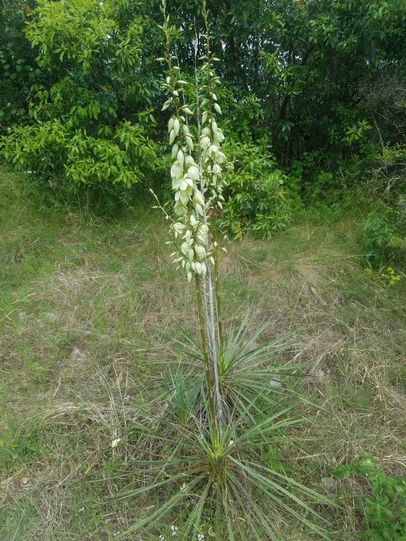 Arkansas Yucca photo 7
