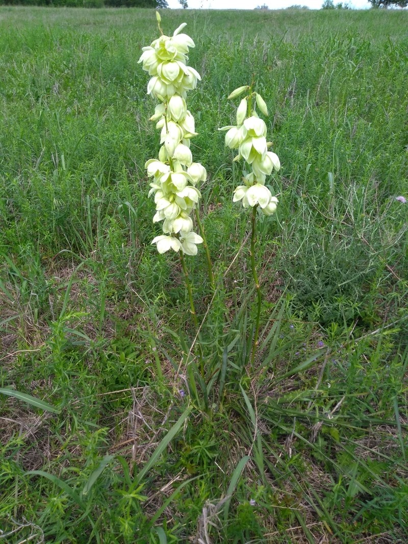 Arkansas Yucca photo 8