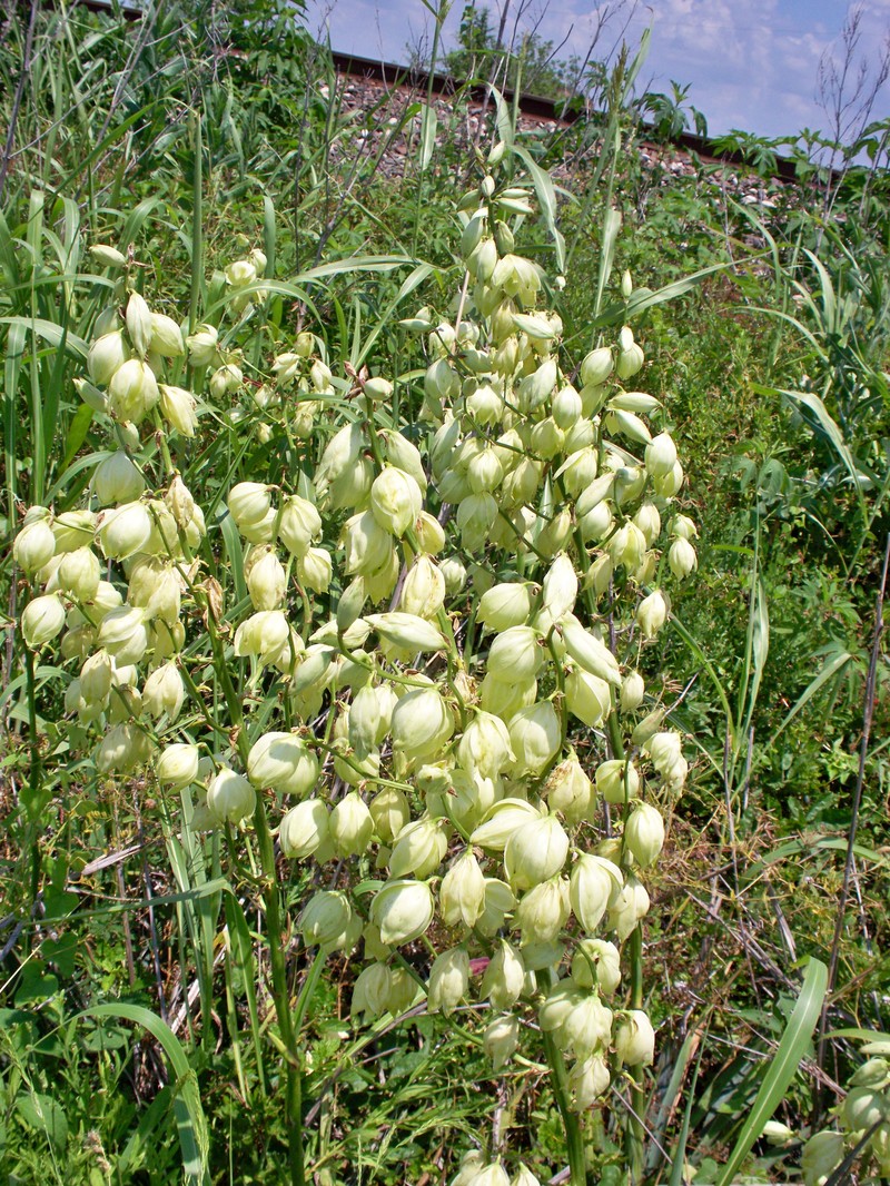 Arkansas Yucca photo 3