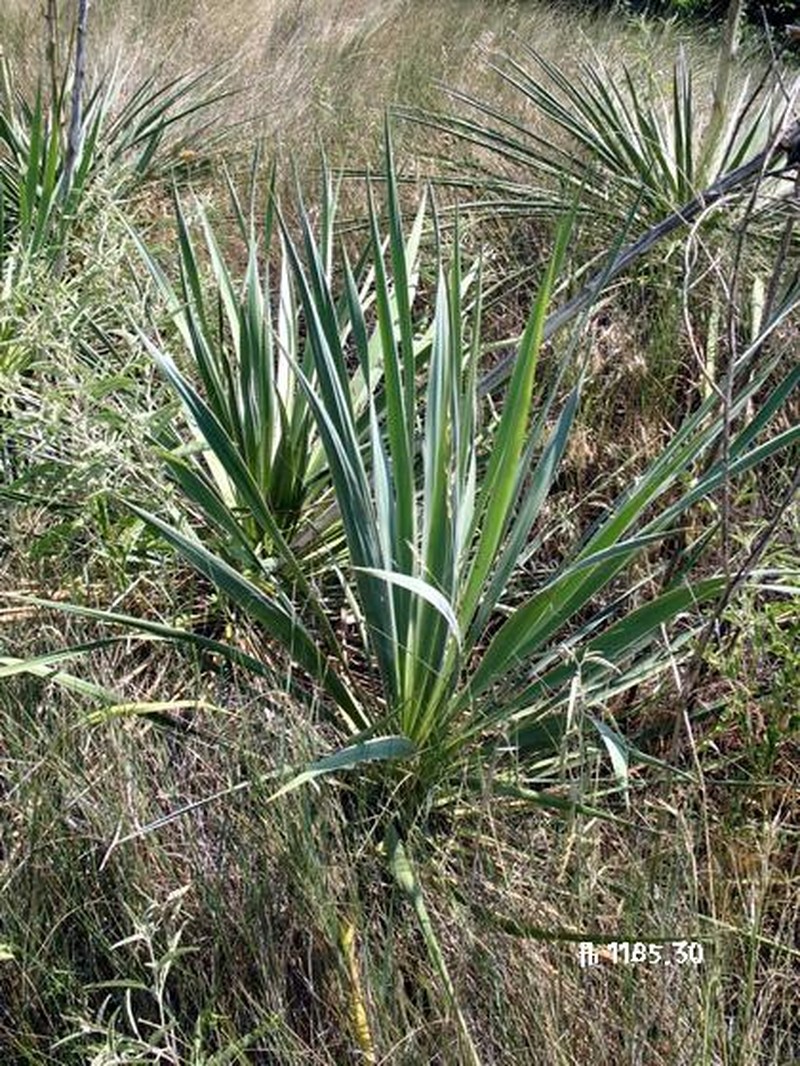 Arkansas Yucca