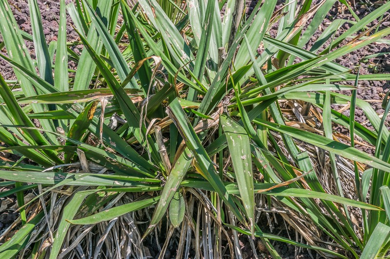 Arkansas Yucca photo 2
