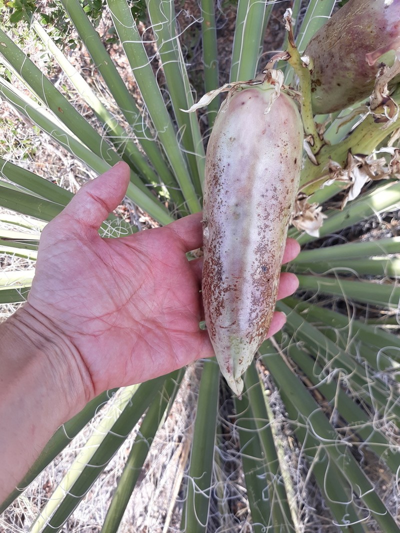 Banana Yucca photo 4