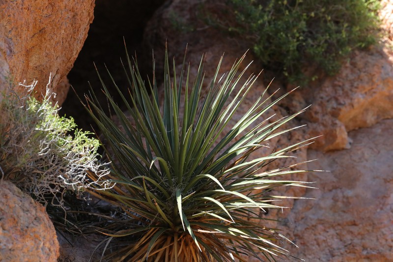 Banana Yucca photo 5
