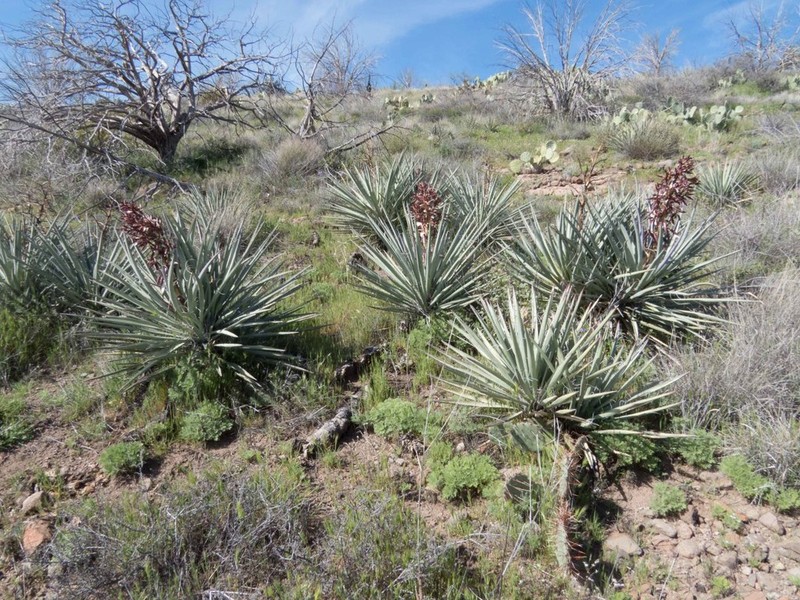 Banana Yucca photo 6