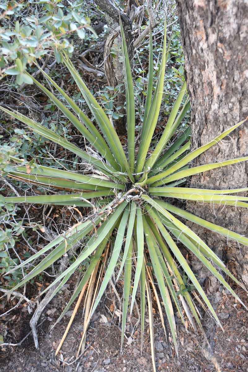 Banana Yucca photo 7