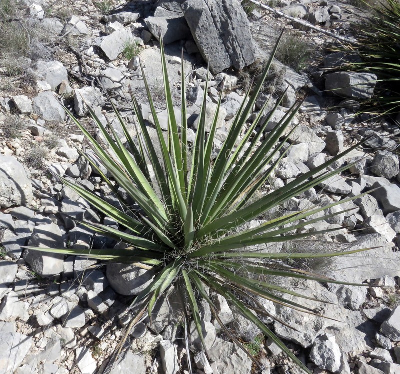 Banana Yucca photo 8
