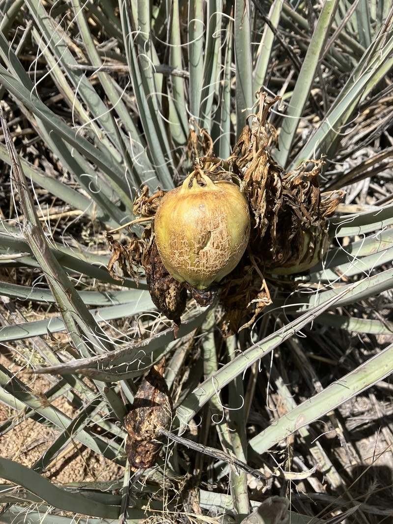 Banana Yucca photo 2