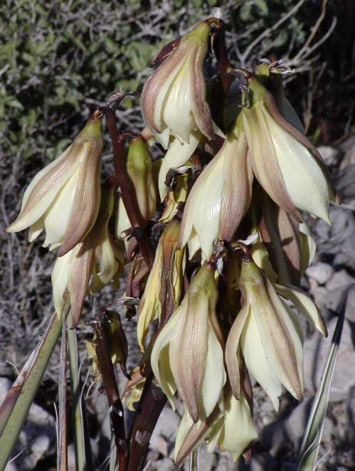 Banana Yucca photo 5
