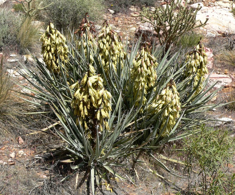 Banana Yucca photo 3