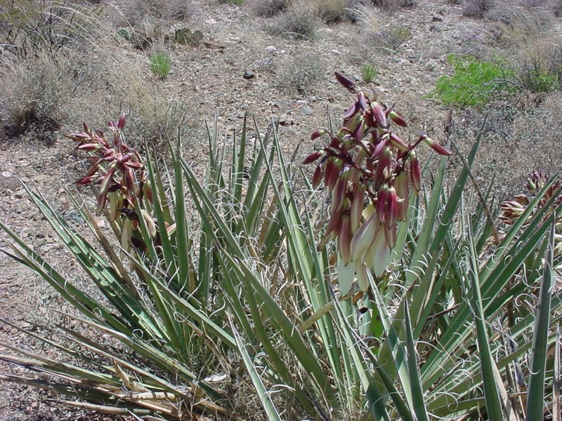 Banana Yucca photo 4