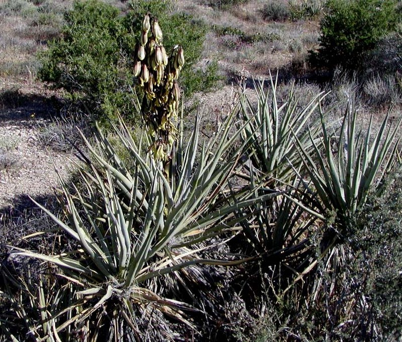 Banana Yucca