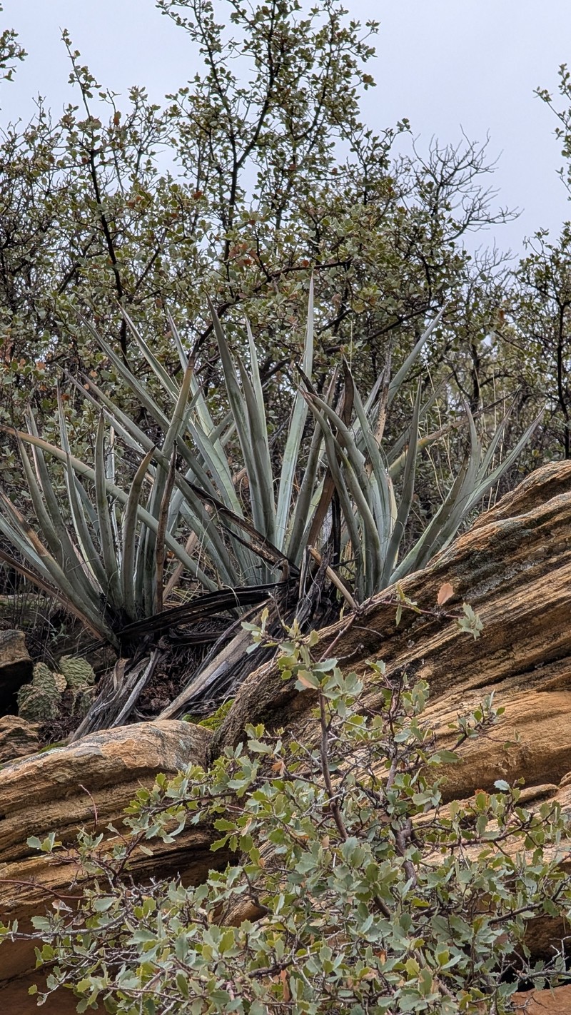 Yucca baccata var. baccata