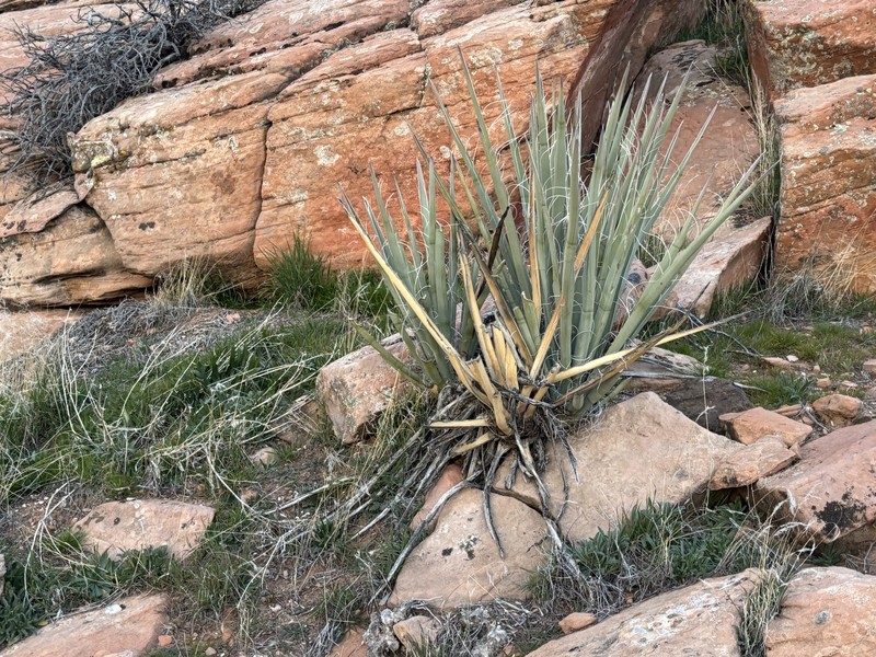 Yucca baccata var. baccata photo 2