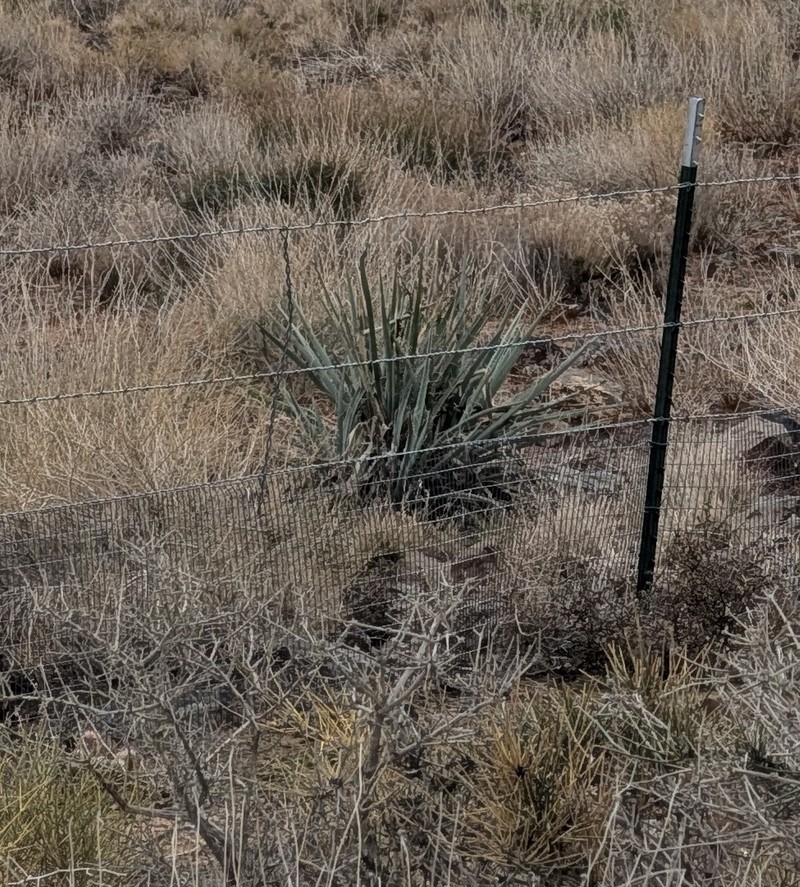 Yucca baccata var. baccata photo 3
