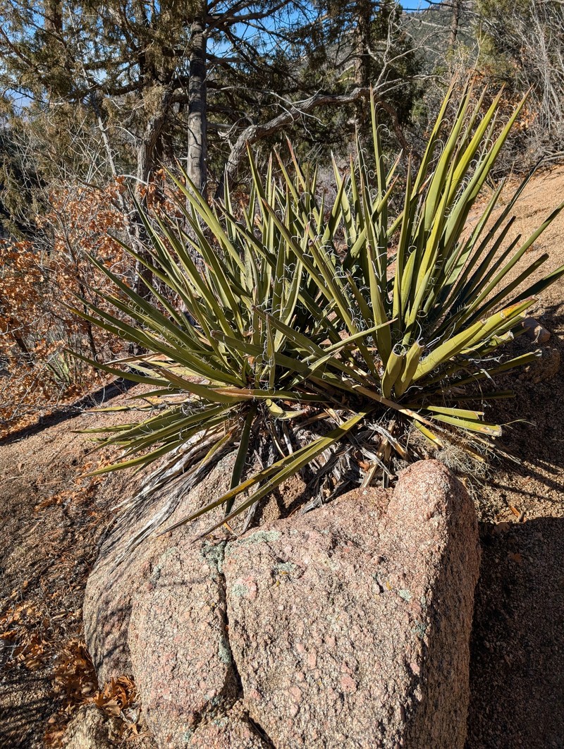Yucca baccata var. baccata photo 4