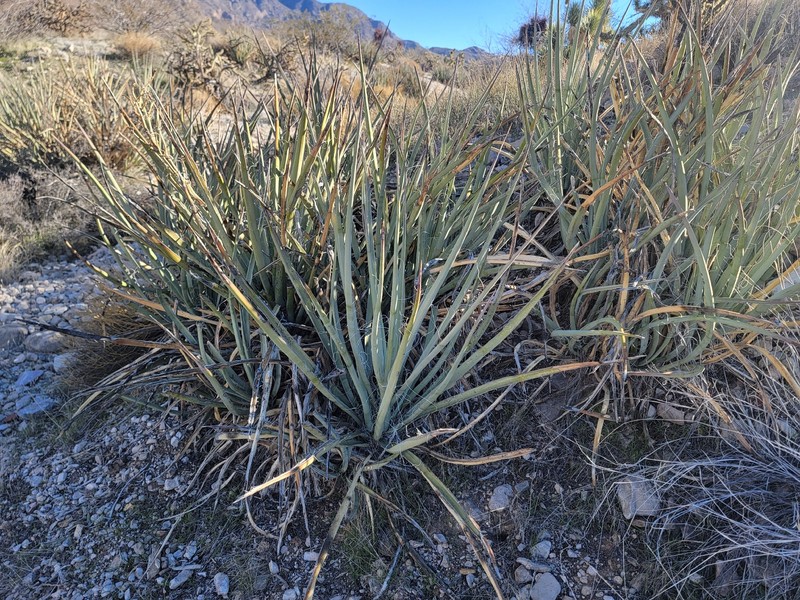 Yucca baccata var. baccata photo 5