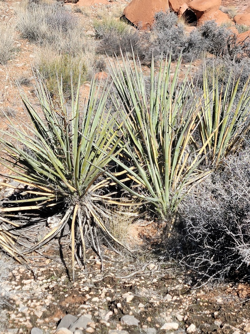 Yucca baccata var. baccata photo 6