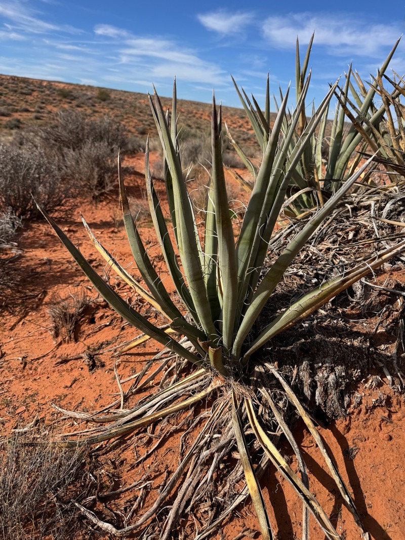 Yucca baccata var. baccata photo 8