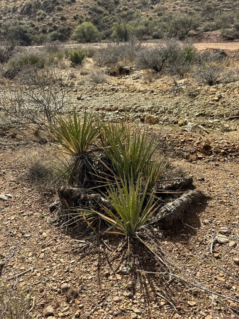 Yucca baccata var. brevifolia