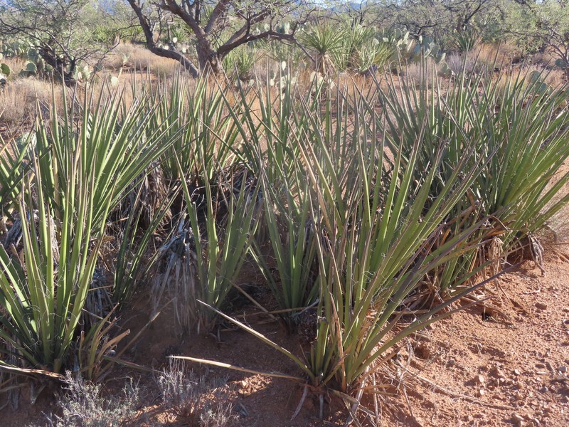Yucca baccata var. brevifolia photo 2