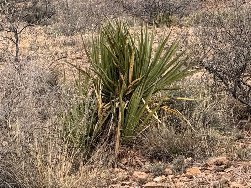 Yucca baccata var. brevifolia photo 3